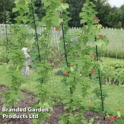 Haxnicks Pea & Bean Frame