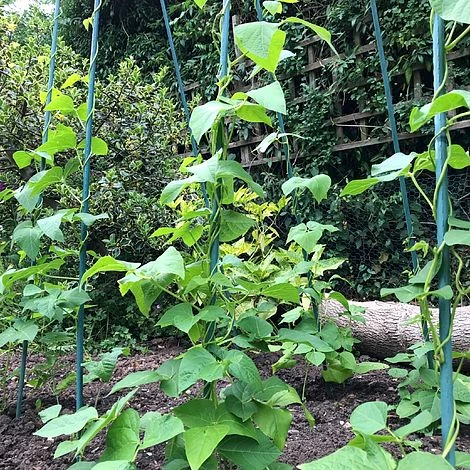 Bean Buddy Heavy Duty Runner Bean Grow Frame - 0.75 X 1.2 X 2.4m H - Image 4