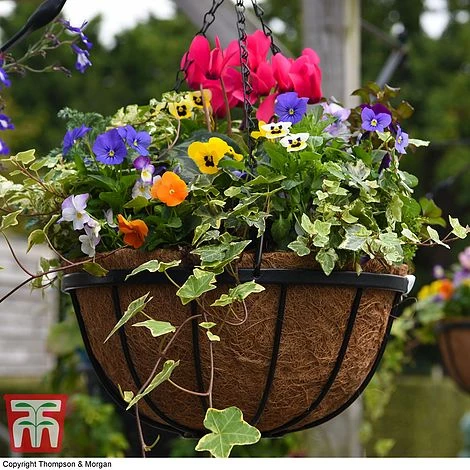 Garden Grow Hanging Basket & Liner - Image 4