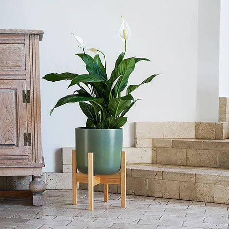 Lisbon Pot And Stand Olive D26Cm - Image 2