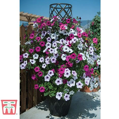 Black & Gold Tower Pot™ - Image 4