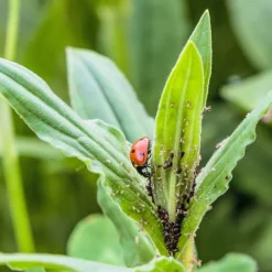 Ladybird Adults - Adalia Bipunctata